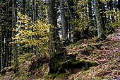 Parco delle Foreste Casentinesi.